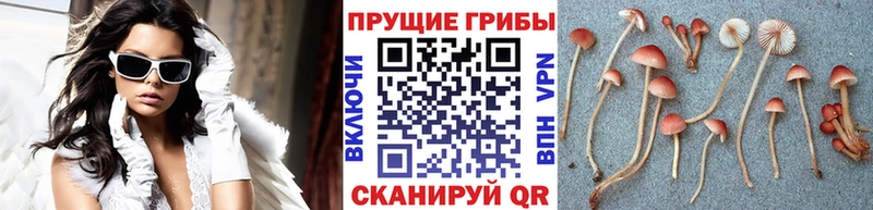 Купить закладки  Лермонтов  Галлюциногенные грибы мицелий 